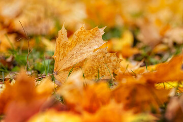 Fallen maple leaves in the forest on the ground close up