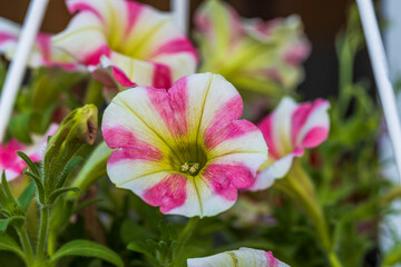Macro view of blooming pink white petunia. 