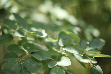 Listki zielone latem tło