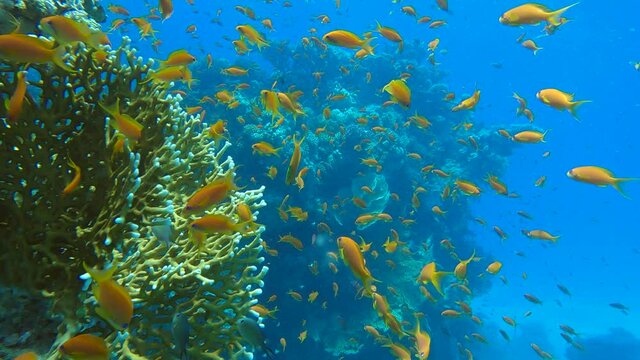 Slow motion, Colorful tropical fish and beautiful coral reef on blue water background.Arabian Chromis (Chromis flavaxilla) and Lyretail Anthias or Sea Goldie (Pseudanthias squamipinnis)