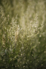 Trawy na łące © Seance_Photo_Sylwia