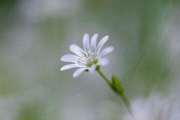 Stellaria graminea L. White wood flowers.  Stellaria graminea is a species of flowering plant in the family Caryophyllaceae.