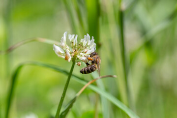 The bee (Apis mellifera) works on the flower white clover (Trifolium repens). Bee at the clover. Closeup of bee at work on white clover flower collecting pollen.