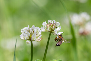 The bee (Apis mellifera) works on the flower white clover (Trifolium repens). Bee at the clover. Closeup of bee at work on white clover flower collecting pollen.