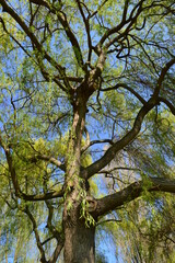 landschaft, gras, natur, himmel, green, wiese, feld, baum, wald, sommer, frühling, blau, baum, land, cloud, cloud, 