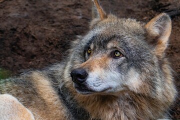 gray wolf portrait