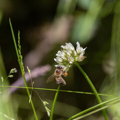 The bee (Apis mellifera) works on the flower white clover (Trifolium repens). Bee at the clover. Closeup of bee at work on white clover flower collecting pollen.