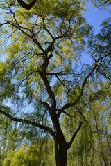 landschaft, gras, natur, himmel, green, wiese, feld, baum, wald, sommer, frühling, blau, baum, land, cloud, cloud, 