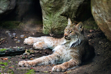 lynx resting © Lam-photography