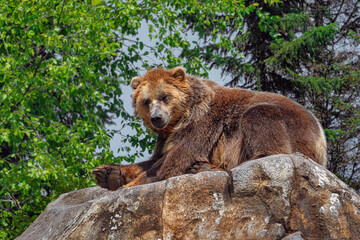 brown bear in the rock