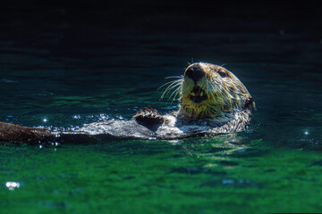 sea lion resting