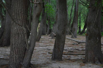 Obraz premium wald, baum, natur, baum, park, green, landschaft, holz, kofferraum, holz,