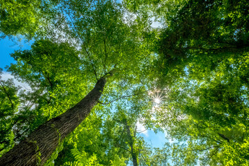 View into the canopy on Four Mile Creek Greenway Trail, Charlotte, North Carolina