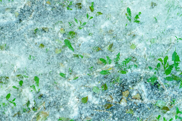 Poplar fluff with green grass under - snow at summer 