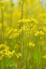 Mustard field