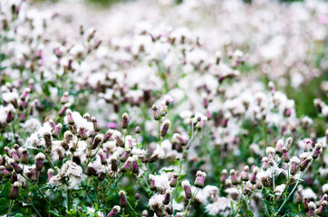 close-up of a field with withered thistles and their seeds