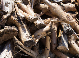 Natural background. Close-up on dry wooden branches.