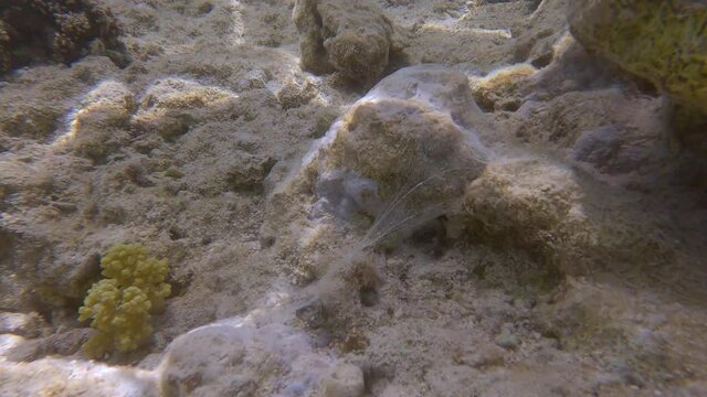 Coral reefs covered in spider webs from Caribbean worm snails (Petaloconchus spp). Sea web