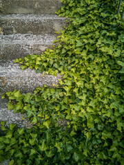 Ivy covering the side of the stairs