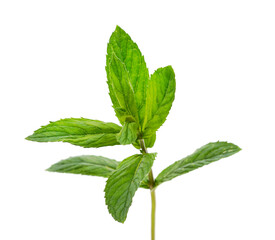 Two leaves of mint.