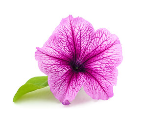 Purple beautiful petunia.