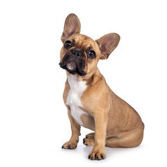 Cute young fawn French Bulldog youngster, sitting side ways. Looking towards camera. Isolated on white background.