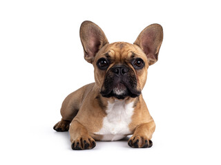 Cute young fawn French Bulldog youngster, laying down facing front. Looking towards camera....