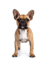 Cute young fawn French Bulldog youngster, standing facing front. Looking towards camera. Isolated on white background.