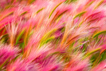 USA, Backgrounds, Broom, Brushing, City