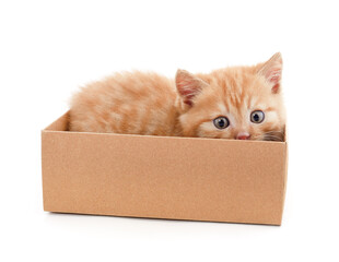 Little red kitten in the basket.