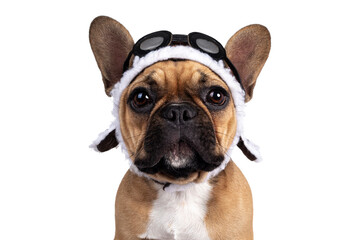 Head shot of cute young fawn French Bulldog youngster, standing facing front wearing brown pilot hat and goggles. Looking straight to camera. Isolated on white background.