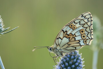 Fototapeta na wymiar Butterfly with beige wings on a green background