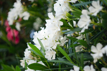 Nerium oleander in bloom, white siplicity bunch of flowers and green leaves