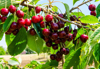 Juicy ripe cherries on a branch with green leaves against a blue sky on a clear summer day