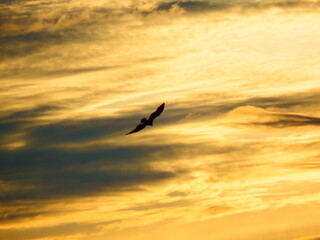 Gavião voando no por do sol 