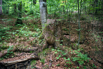 A stump with big roots in summer green forest.