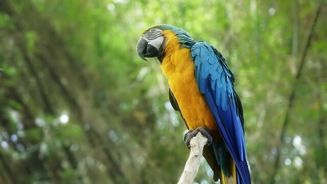 A beautiful colorful blue and yellow parrot sitting on a branch in a tropical rainforest. A huge exotic bird on a tree in a bamboo grove in Asia. Slow motion footage of blue and yellow macaw in woods.