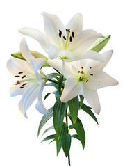 Three white lilies isolated on white background