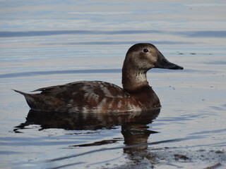 Eurasian Teal  brown duck on the lake horizontal shot (Anas Crecca)