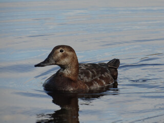 horizonta shot Eurasian Teal duck in the water	