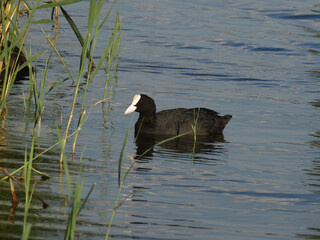 bald-coot Eurasian coot, Fulica atra, on the lake  beside a green reeds