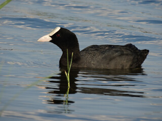 horizontal shot bald-coot Eurasian coot, Fulica atra, on the lake close up