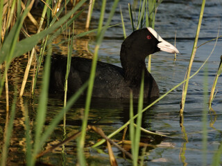 bald-coot Eurasian coot, Fulica atra, on the lake close up
