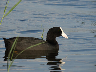 Eurasian Coot  or Fulica atra on the water close up