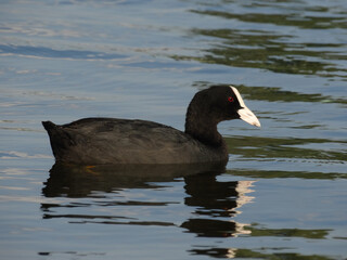 close up bald-coot Eurasian coot, Fulica atra, on the lake