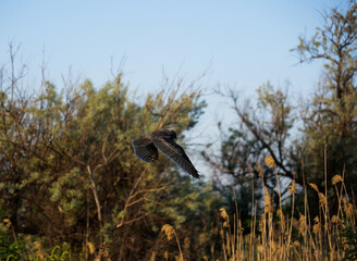 long-eared owl before hunting in the forest