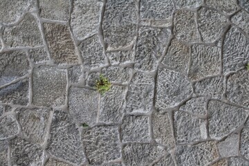 steinwand mit pflanze blume 