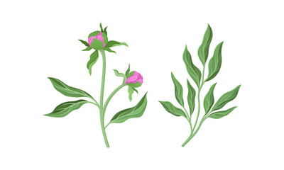 Pink Peony Flower Bud on Green Stems with Leaves Vector Set