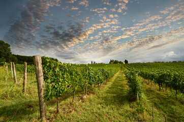 green rows of vineyards in Chianti region and blue cloudy sky. Tuscany region, Italy.