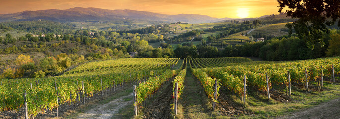 Beautiful vineyards in Tuscany at sunset near Greve in Chianti. Tuscany, Italy - obrazy, fototapety, plakaty